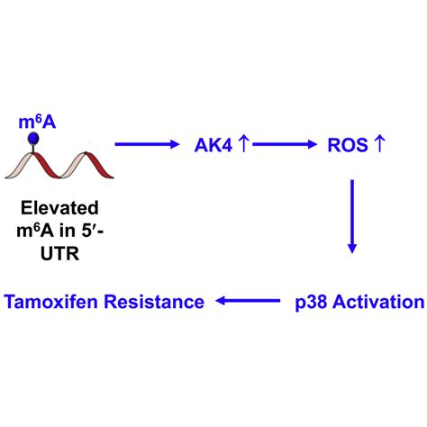 11639|adenylate kinase 4.